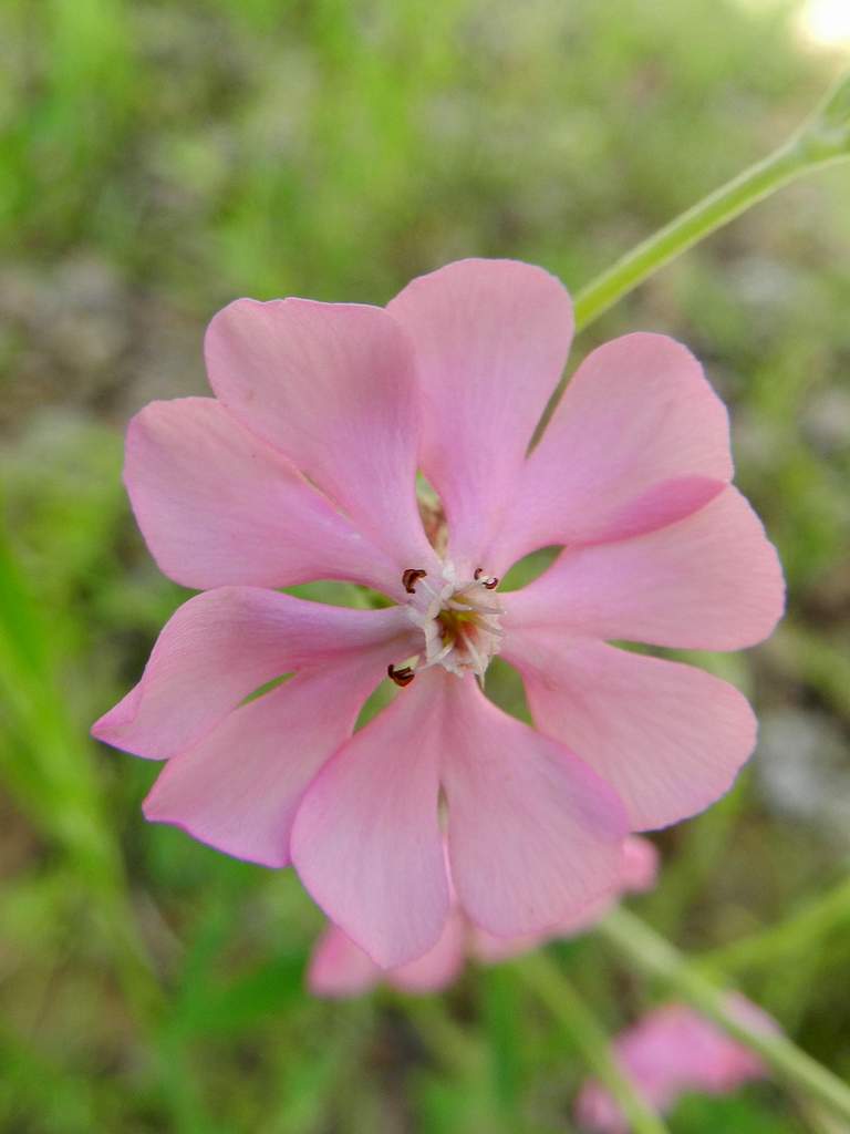 Silene gr. colorata